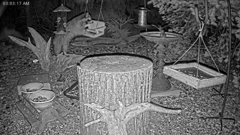 LIVE 24/7 Indiana Birds, Squirrels and Wildlife Feeder Cam