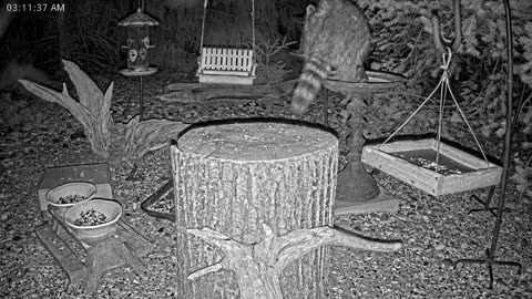 LIVE 24/7 Indiana Birds, Squirrels and Wildlife Feeder Cam