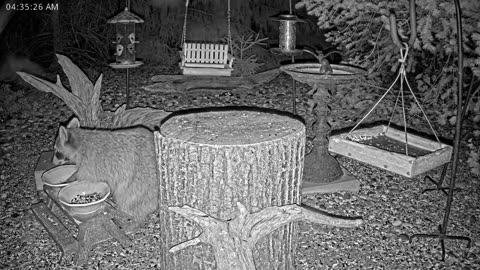 LIVE 24/7 Indiana Birds, Squirrels and Wildlife Feeder Cam