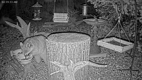 LIVE 24/7 Indiana Birds, Squirrels and Wildlife Feeder Cam