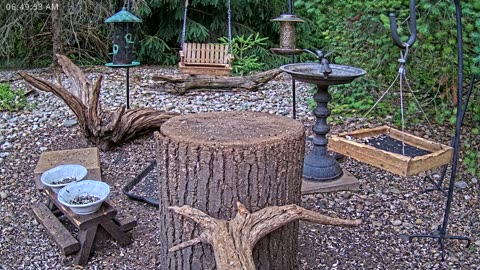 LIVE 24/7 Indiana Birds, Squirrels and Wildlife Feeder Cam