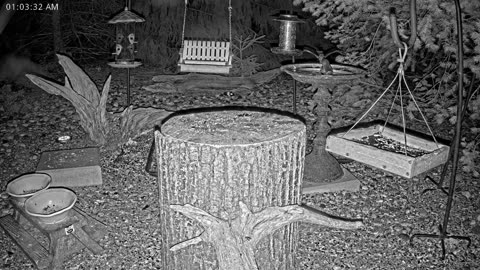 LIVE 24/7 Indiana Birds, Squirrels and Wildlife Feeder Cam