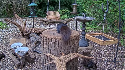 LIVE 24/7 Indiana Birds, Squirrels and Wildlife Feeder Cam