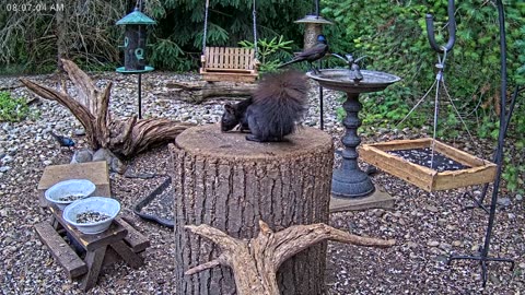 LIVE 24/7 Indiana Birds, Squirrels and Wildlife Feeder Cam