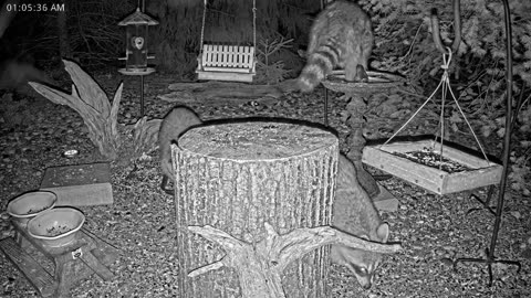 LIVE 24/7 Indiana Birds, Squirrels and Wildlife Feeder Cam