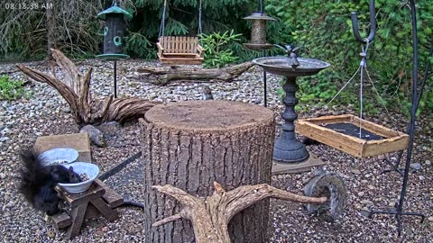 LIVE 24/7 Indiana Birds, Squirrels and Wildlife Feeder Cam