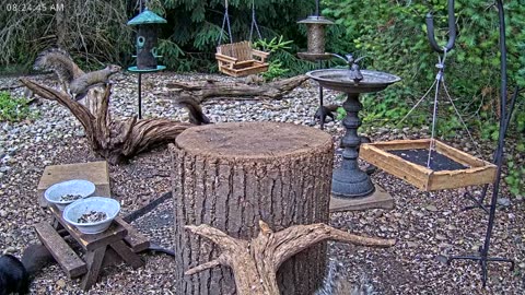 LIVE 24/7 Indiana Birds, Squirrels and Wildlife Feeder Cam