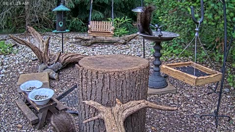 LIVE 24/7 Indiana Birds, Squirrels and Wildlife Feeder Cam
