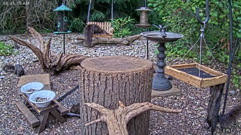 LIVE 24/7 Indiana Birds, Squirrels and Wildlife Feeder Cam