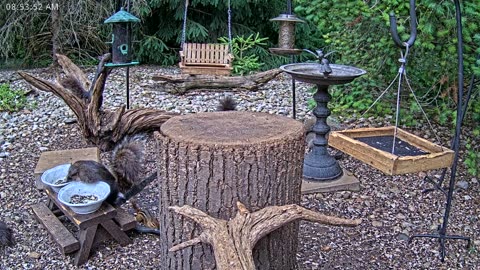 LIVE 24/7 Indiana Birds, Squirrels and Wildlife Feeder Cam