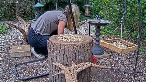 LIVE 24/7 Indiana Birds, Squirrels and Wildlife Feeder Cam