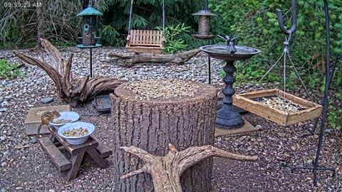 LIVE 24/7 Indiana Birds, Squirrels and Wildlife Feeder Cam