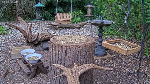 LIVE 24/7 Indiana Birds, Squirrels and Wildlife Feeder Cam