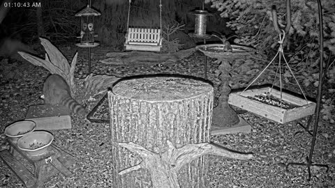 LIVE 24/7 Indiana Birds, Squirrels and Wildlife Feeder Cam
