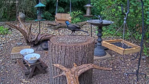 LIVE 24/7 Indiana Birds, Squirrels and Wildlife Feeder Cam