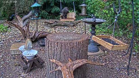 LIVE 24/7 Indiana Birds, Squirrels and Wildlife Feeder Cam