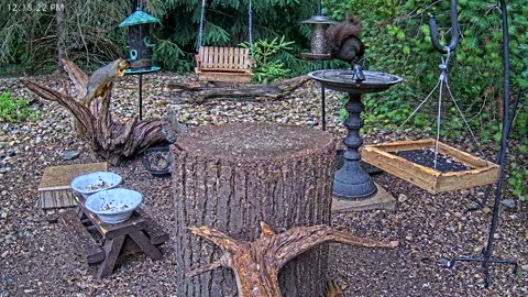 LIVE 24/7 Indiana Birds, Squirrels and Wildlife Feeder Cam