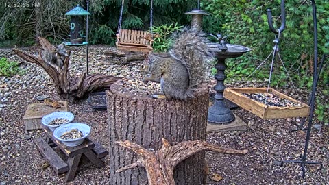 LIVE 24/7 Indiana Birds, Squirrels and Wildlife Feeder Cam