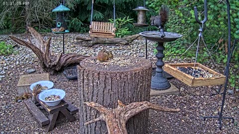 LIVE 24/7 Indiana Birds, Squirrels and Wildlife Feeder Cam