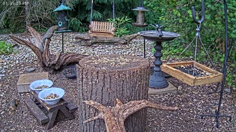 LIVE 24/7 Indiana Birds, Squirrels and Wildlife Feeder Cam