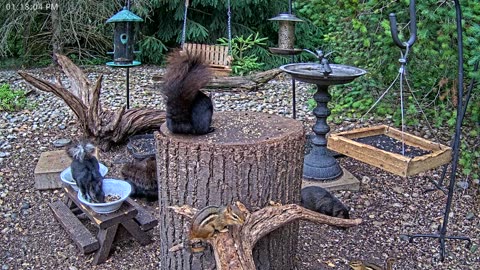 LIVE 24/7 Indiana Birds, Squirrels and Wildlife Feeder Cam