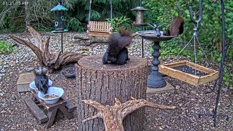 LIVE 24/7 Indiana Birds, Squirrels and Wildlife Feeder Cam