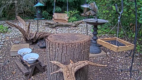LIVE 24/7 Indiana Birds, Squirrels and Wildlife Feeder Cam