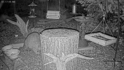 LIVE 24/7 Indiana Birds, Squirrels and Wildlife Feeder Cam