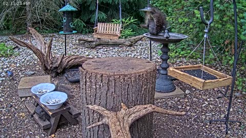 LIVE 24/7 Indiana Birds, Squirrels and Wildlife Feeder Cam