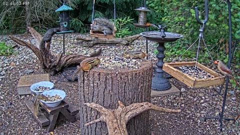LIVE 24/7 Indiana Birds, Squirrels and Wildlife Feeder Cam