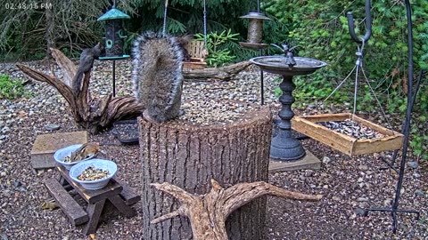 LIVE 24/7 Indiana Birds, Squirrels and Wildlife Feeder Cam