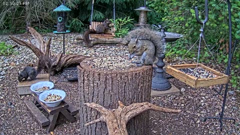LIVE 24/7 Indiana Birds, Squirrels and Wildlife Feeder Cam