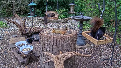 LIVE 24/7 Indiana Birds, Squirrels and Wildlife Feeder Cam