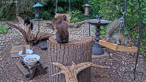 LIVE 24/7 Indiana Birds, Squirrels and Wildlife Feeder Cam