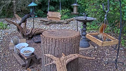 LIVE 24/7 Indiana Birds, Squirrels and Wildlife Feeder Cam