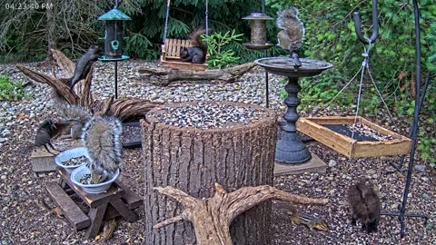LIVE 24/7 Indiana Birds, Squirrels and Wildlife Feeder Cam