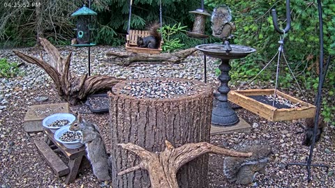 LIVE 24/7 Indiana Birds, Squirrels and Wildlife Feeder Cam