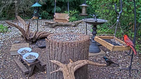 LIVE 24/7 Indiana Birds, Squirrels and Wildlife Feeder Cam