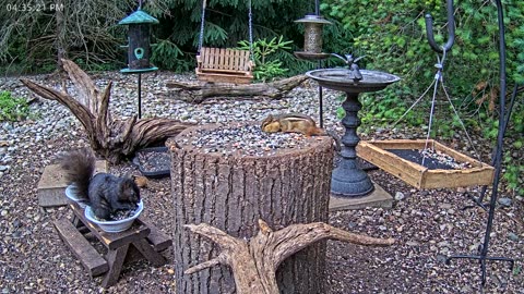 LIVE 24/7 Indiana Birds, Squirrels and Wildlife Feeder Cam