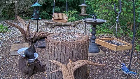 LIVE 24/7 Indiana Birds, Squirrels and Wildlife Feeder Cam