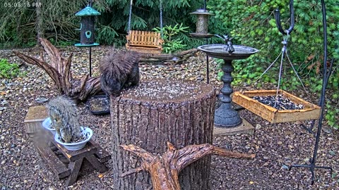 LIVE 24/7 Indiana Birds, Squirrels and Wildlife Feeder Cam