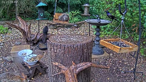 LIVE 24/7 Indiana Birds, Squirrels and Wildlife Feeder Cam
