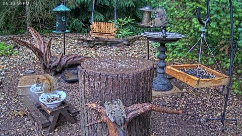 LIVE 24/7 Indiana Birds, Squirrels and Wildlife Feeder Cam