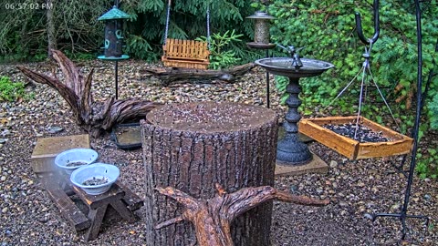 LIVE 24/7 Indiana Birds, Squirrels and Wildlife Feeder Cam