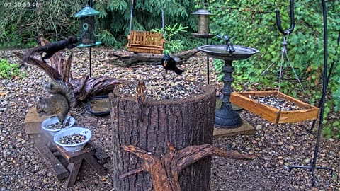 LIVE 24/7 Indiana Birds, Squirrels and Wildlife Feeder Cam