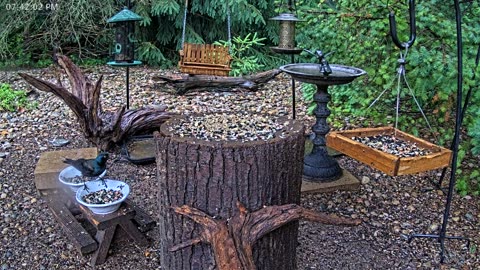 LIVE 24/7 Indiana Birds, Squirrels and Wildlife Feeder Cam