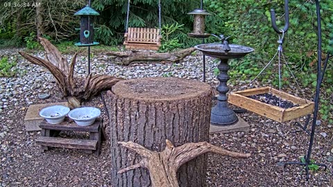 LIVE 24/7 Indiana Birds, Squirrels and Wildlife Feeder Cam
