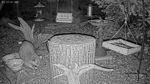 LIVE 24/7 Indiana Birds, Squirrels and Wildlife Feeder Cam