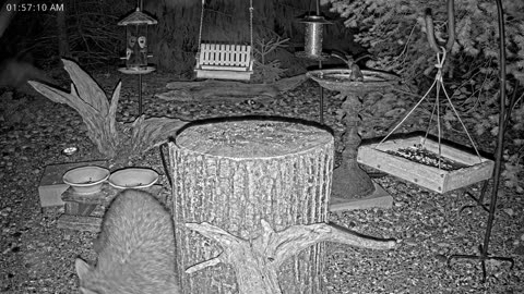 LIVE 24/7 Indiana Birds, Squirrels and Wildlife Feeder Cam