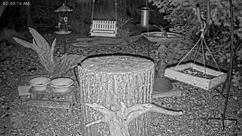 LIVE 24/7 Indiana Birds, Squirrels and Wildlife Feeder Cam